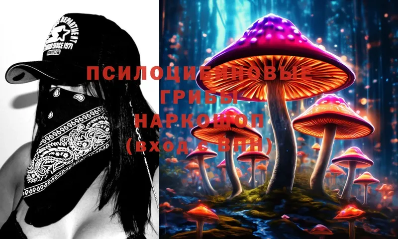 mega рабочий сайт  цена   Зеленогорск  Галлюциногенные грибы Psilocybe 